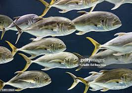 Image result for Caranx hippos