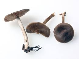 Attēlu rezultāti vaicājumam “Entoloma vernum”