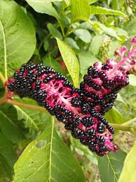 Attēlu rezultāti vaicājumam “Phytolacca acinosa fruit”