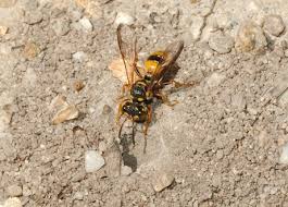 Attēlu rezultāti vaicājumam “Crabronidae”