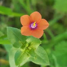 Attēlu rezultāti vaicājumam “Anagallis arvensis”