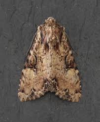 Attēlu rezultāti vaicājumam “Apamea epomidion”