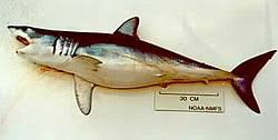 Image result for Isurus oxyrinchus