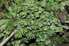 Attēlu rezultāti vaicājumam “Reboulia hemisphaerica”