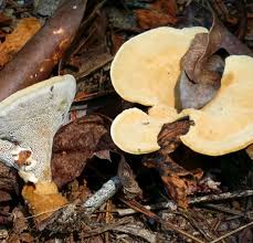 Attēlu rezultāti vaicājumam “Onnia triquetra”