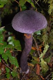 Attēlu rezultāti vaicājumam “Cortinarius violaceus”