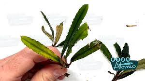 Risultati immagini per bucephalandra pinoh red stem