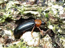 Attēlu rezultāti vaicājumam “Tetratoma fungorum”