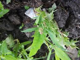 Attēlu rezultāti vaicājumam “Atriplex patula fruit”