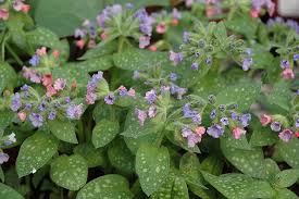 Attēlu rezultāti vaicājumam “Pulmonaria saccharata leaf”