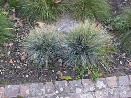 Attēlu rezultāti vaicājumam “Koeleria glauca”