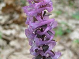 Attēlu rezultāti vaicājumam “Corydalis cava fruit”