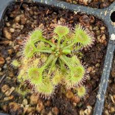 Attēlu rezultāti vaicājumam “Drosera rotundifolia”