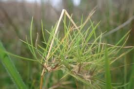 Attēlu rezultāti vaicājumam “Agrostis canina”