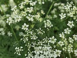 Attēlu rezultāti vaicājumam “Anthriscus sylvestris flower”