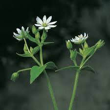 Attēlu rezultāti vaicājumam “Myosoton aquaticum”