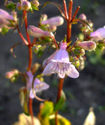 Image result for Penstemon