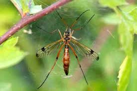 Attēlu rezultāti vaicājumam “Dictenidia bimaculata male”