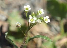 Attēlu rezultāti vaicājumam “Capsella bursa-pastoris flower”