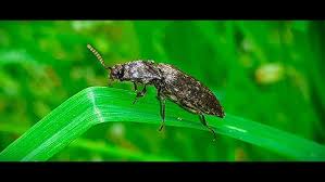 Attēlu rezultāti vaicājumam “Agrypnus murinus”