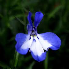 Image result for Männertreu