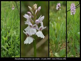 Attēlu rezultāti vaicājumam “Dactylorhiza maculata bud”
