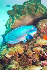 Image result for Sparisoma axillare