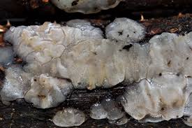 Attēlu rezultāti vaicājumam “Exidia thuretiana”