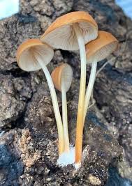 Attēlu rezultāti vaicājumam “Marasmius sp.”