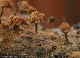 Attēlu rezultāti vaicājumam “Metatrichia sp.”