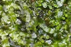 Attēlu rezultāti vaicājumam “Rhynchostegiella tenella macro”