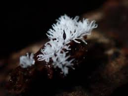 Attēlu rezultāti vaicājumam “Ceratiomyxaceae”