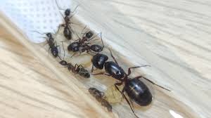 Attēlu rezultāti vaicājumam “Camponotus herculeanus”