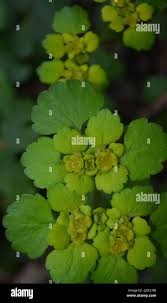 Attēlu rezultāti vaicājumam “Isopyrum thalictroides leaf”