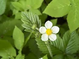 Attēlu rezultāti vaicājumam “Fragaria moschata flower”