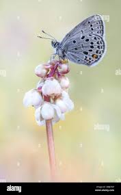 Attēlu rezultāti vaicājumam “Vacciniina optilete”