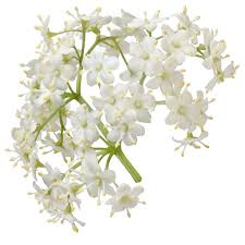 Attēlu rezultāti vaicājumam “Sambucus nigra flower”