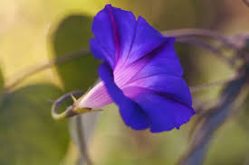 Image result for Ipomoea purpurea