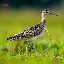 Image result for Numenius minutus
