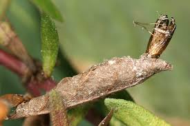 Attēlu rezultāti vaicājumam “Ancylis myrtillana”