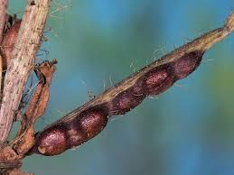 Attēlu rezultāti vaicājumam “Aulacidea hieracii”