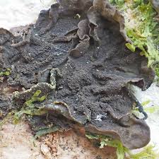 Attēlu rezultāti vaicājumam “Collema”