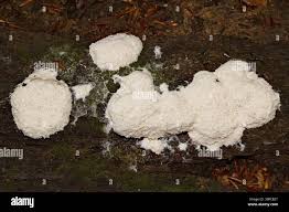 Attēlu rezultāti vaicājumam “Fuligo septica var. candida macro”