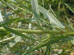 Attēlu rezultāti vaicājumam “Hordelymus europaeus leaf”