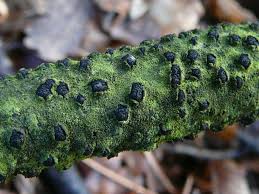 Attēlu rezultāti vaicājumam “Diatrype disciformis”