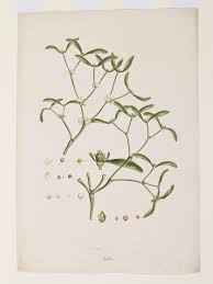 Attēlu rezultāti vaicājumam “Viscum album fruit”