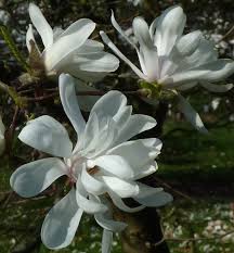 Attēlu rezultāti vaicājumam “Magnolia x loebneri flower”