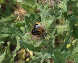 Image result for Cnicus benedictus