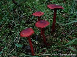 Attēlu rezultāti vaicājumam “Cortinarius sanguineus”