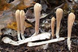 Attēlu rezultāti vaicājumam “Clavariadelphus ligula”